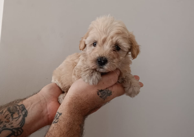 Maltipoo yavruları